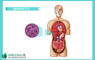 Hepatocyty