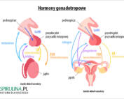 Hormony gonagotropowe