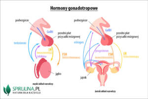 Hormony gonagotropowe