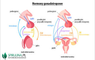 Hormony gonagotropowe