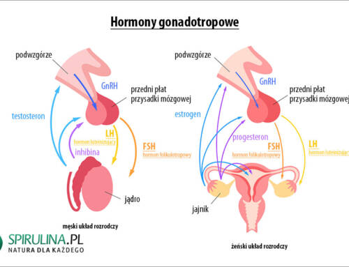Hormony gonadotropowe