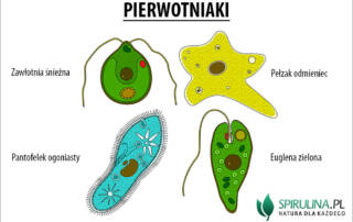 Pierwotniaki