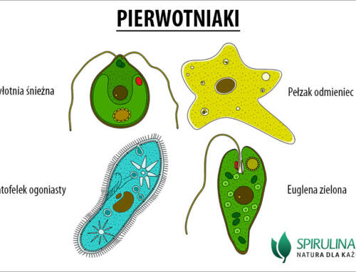 Pierwotniaki