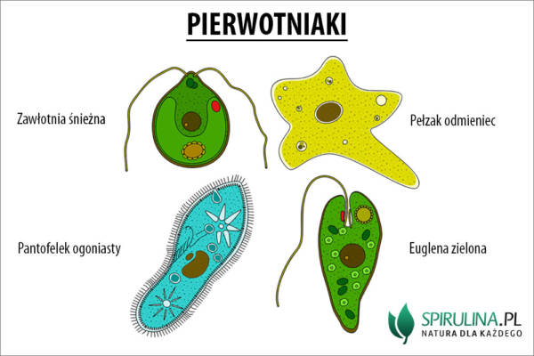 Pierwotniaki - algi Spirulina i Chlorella