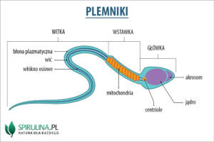 Plemniki