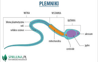 Plemniki