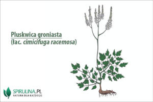 Pluskwica groniasta