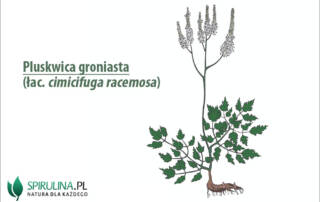 Pluskwica groniasta