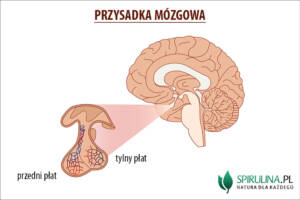 Przysadka mózgowa