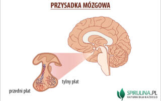 Przysadka mózgowa