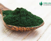 Sproszkowana Spirulina