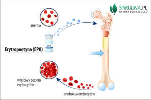 Erytropoetyna