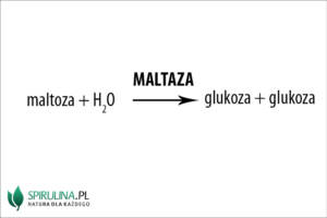 Maltaza