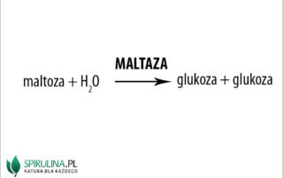 Maltaza