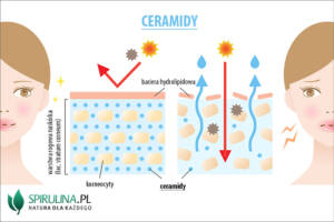 Ceramidy