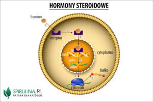 Hormony steroidowe