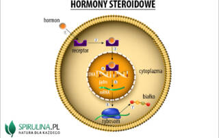 Hormony steroidowe