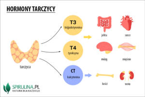 Hormony tarczycy