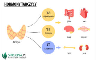 Hormony tarczycy