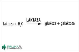 Laktaza