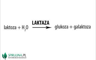 Laktaza