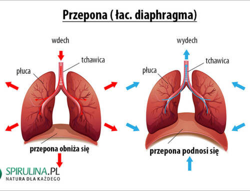 Przepona