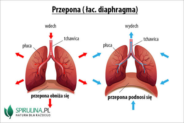 Przepona - algi Spirulina i Chlorella