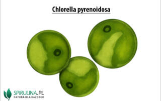 Chlorella pyrenoidosa