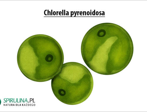 Chlorella pyrenoidosa
