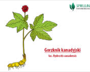 Gorzknik kanadyjski