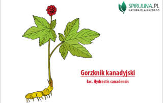 Gorzknik kanadyjski