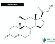 Kortykosteron