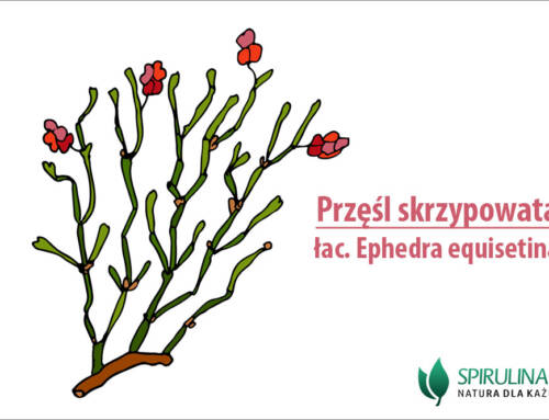 Przęśl skrzypowata