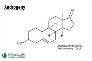 Androgeny