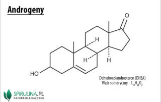 Androgeny