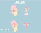 Genitalia