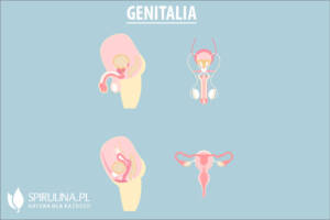 Genitalia