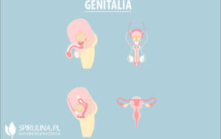 Genitalia