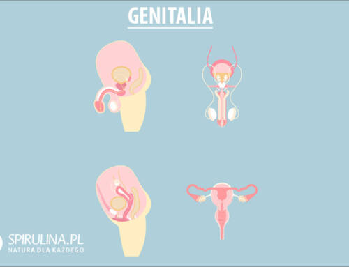 Genitalia