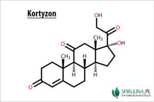 Kortyzon