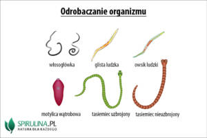 Odrobaczanie organizmu