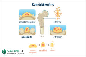 Osteoblasty