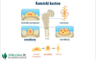 Osteoblasty