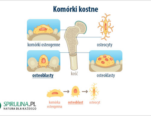Osteoblasty