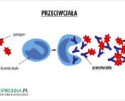 Przeciwciala