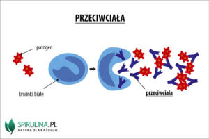 Przeciwciala