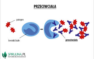 Przeciwciala