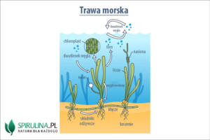 Trawa morska