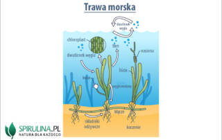 Trawa morska