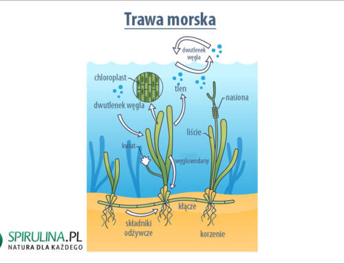 Trawa morska